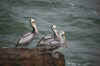 pelican2.JPG (30684 bytes)